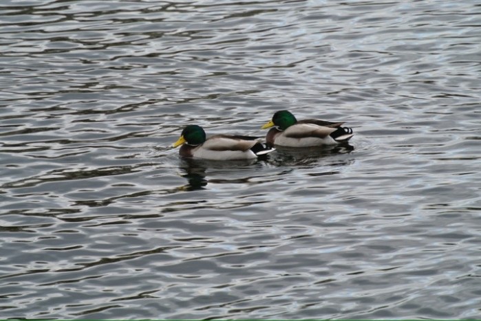 20120303-181947.jpg