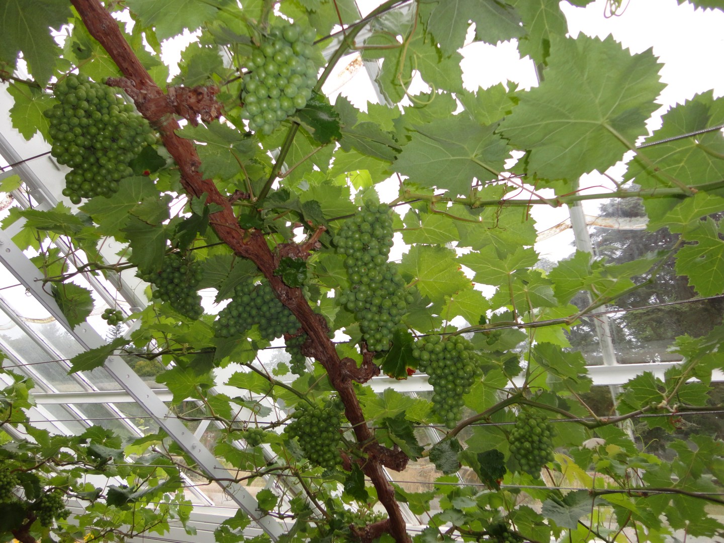 Vinery with grapes