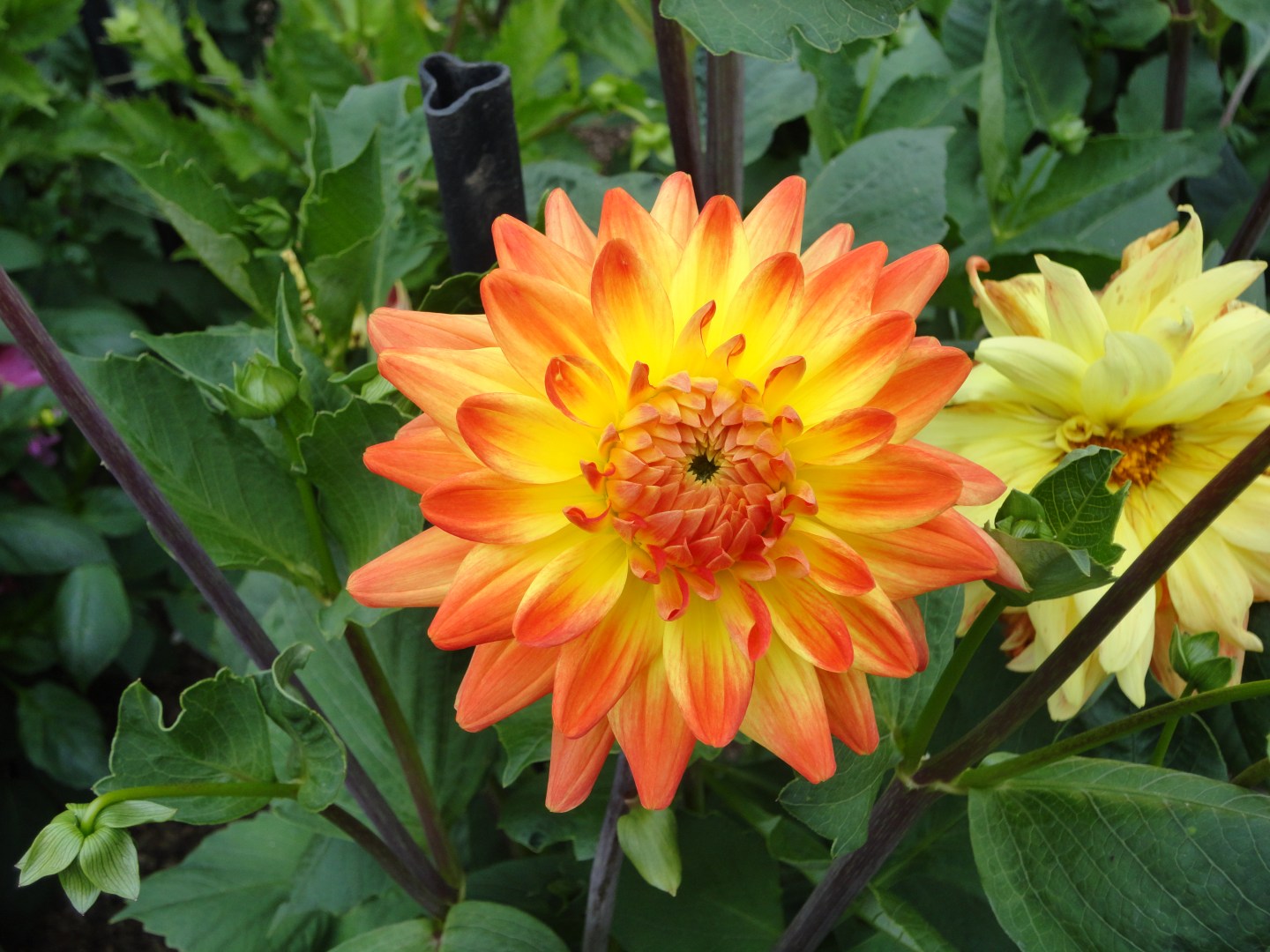 Culzean Castle gardens