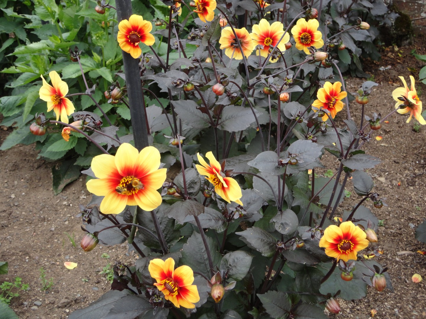 Culzean Castle gardens