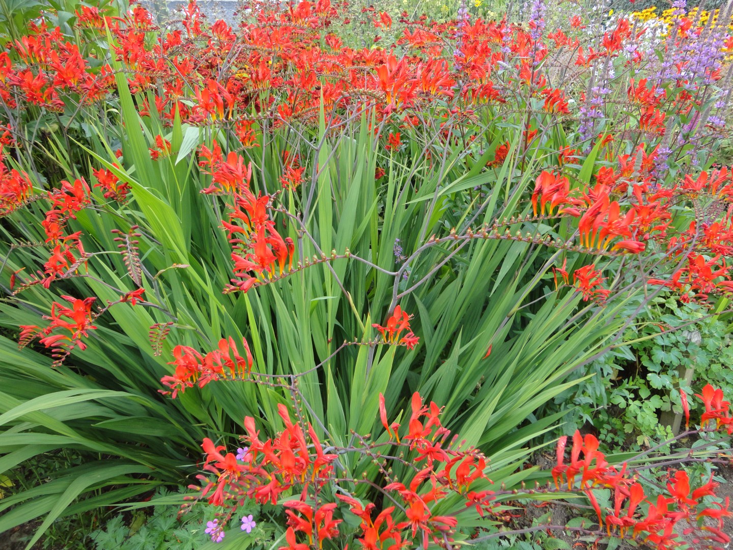 Culzean Castle gardens