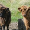 Highland cattle, Pollok&nbsp;Park