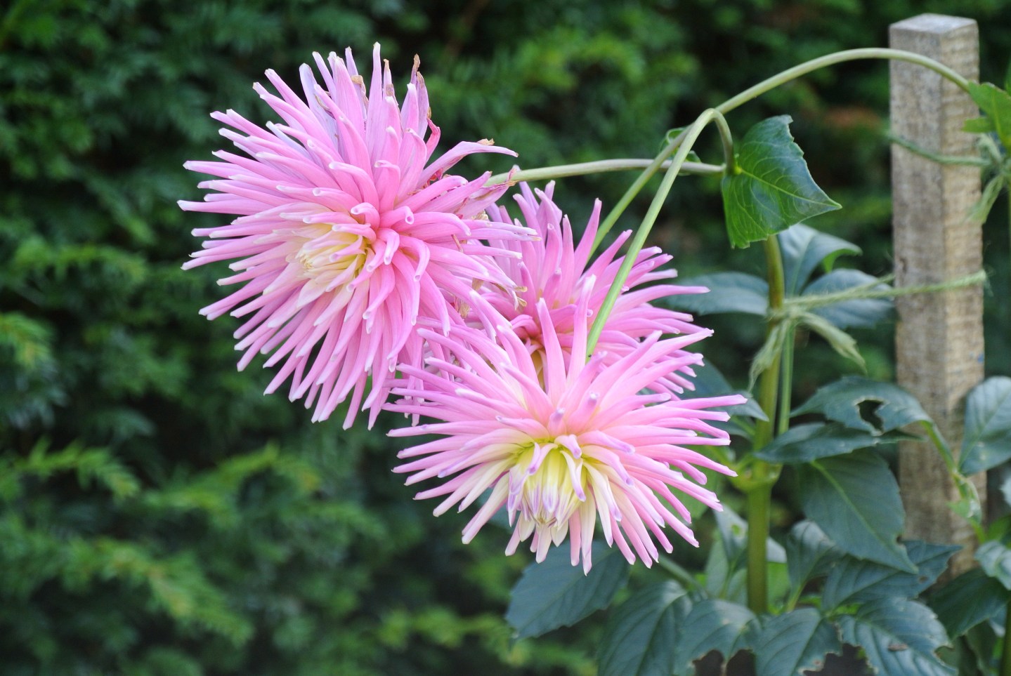 Gardens, Pollok House