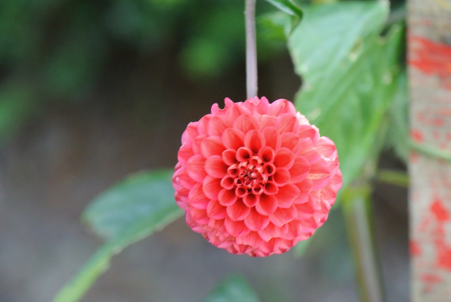 Gardens, Pollok House