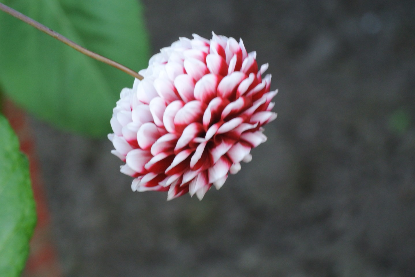 Gardens, Pollok House