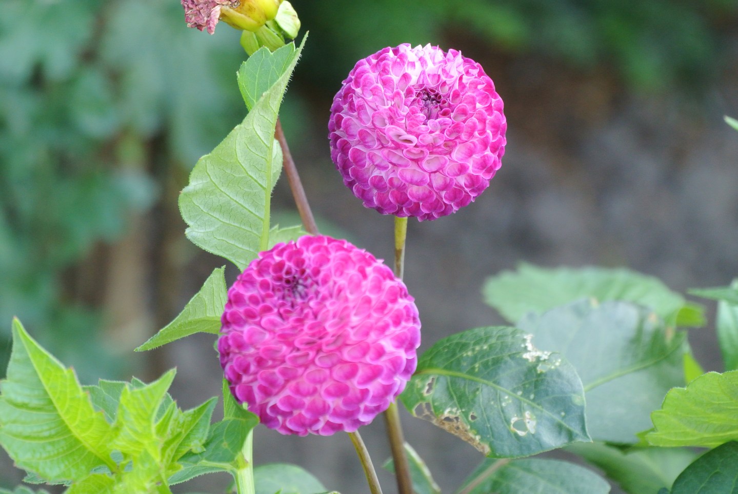 Gardens, Pollok House