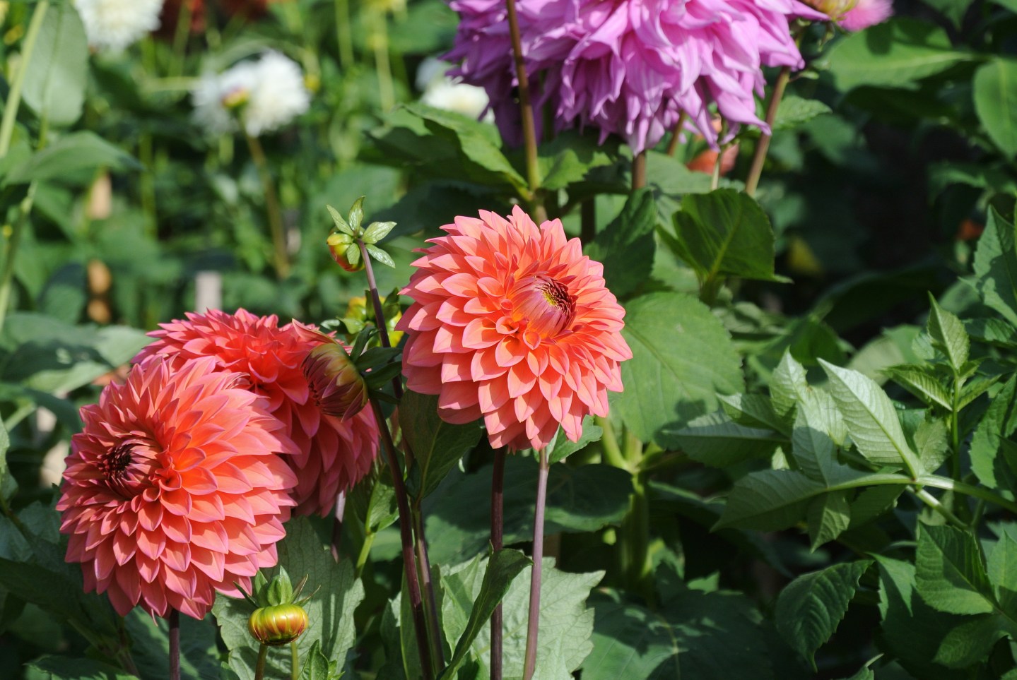 Gardens, Pollok House