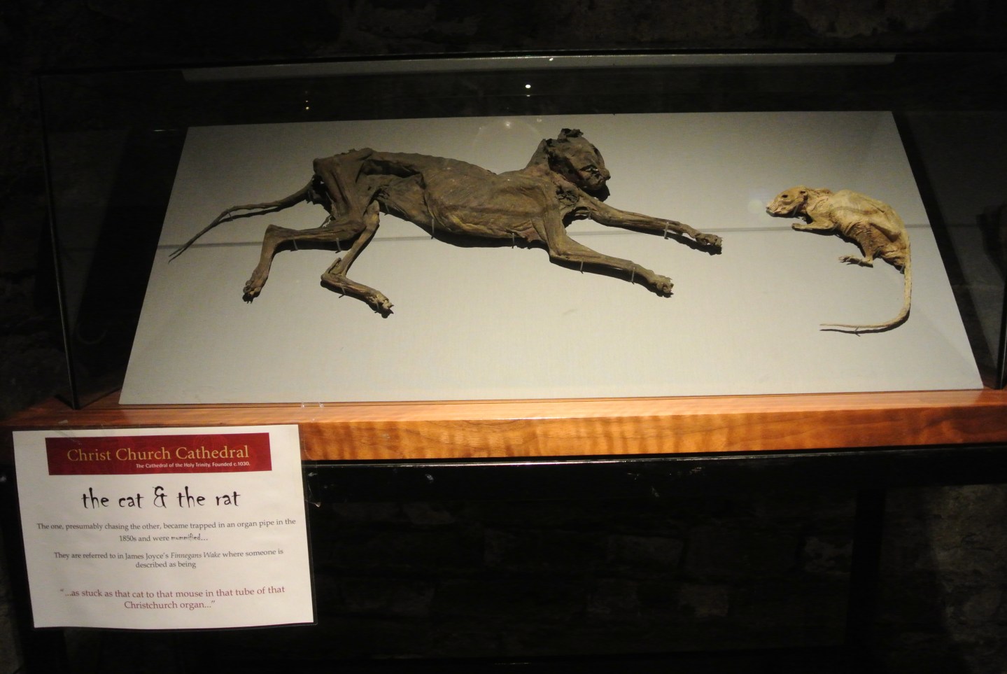 Mummified cat and rat
