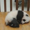 Chengdu panda