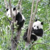 Chengdu pandas