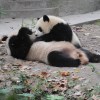 Chengdu pandas