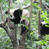 Chengdu pandas