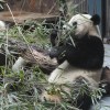 Chengdu pandas