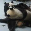 Chengdu pandas