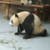 Chengdu panda