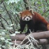 Red panda, Chengdu
