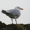 North Berwick gull