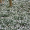 Snowdrops, Calderglen