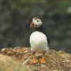 Lunga puffin