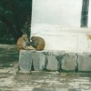 Pashupatinath monkeys