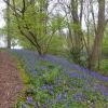 Blubells between Glaisdale and Egton&nbsp;Bridge