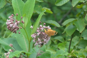 Shenandoah butterfly