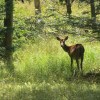 Deer at Blackwater&nbsp;Falls