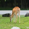 Deer at Canaan Valley&nbsp;SP
