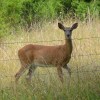 Deer on the Knobley Road&nbsp;WV