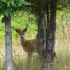 Deer on the Knobley Road&nbsp;WV