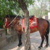 Horse at White Emperor&nbsp;City