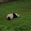 Chongqing Zoo panda