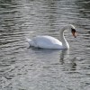 Victoria Park swan