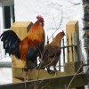 Dutch Bantams