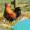 Dutch Bantam