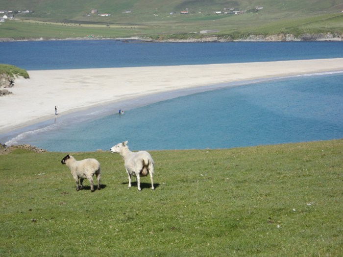 "Pesky humans disturbing our peace again!"