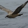 Great Skua