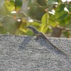 Bermuda lizard