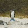 Blue footed booby