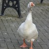 Irvine goose