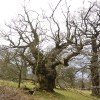 Cadzow Oaks