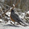 Toronto Islands birdlife