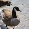Toronto Islands birdlife