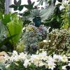 Allan Gardens