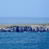 Inner Farne