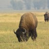 Grand Teton National Park&nbsp;bison