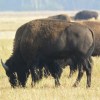 Grand Teton National Park&nbsp;bison