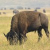 Grand Teton National Park&nbsp;bison