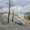 Mammoth Hot Springs