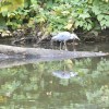 Heron on the&nbsp;Kelvin